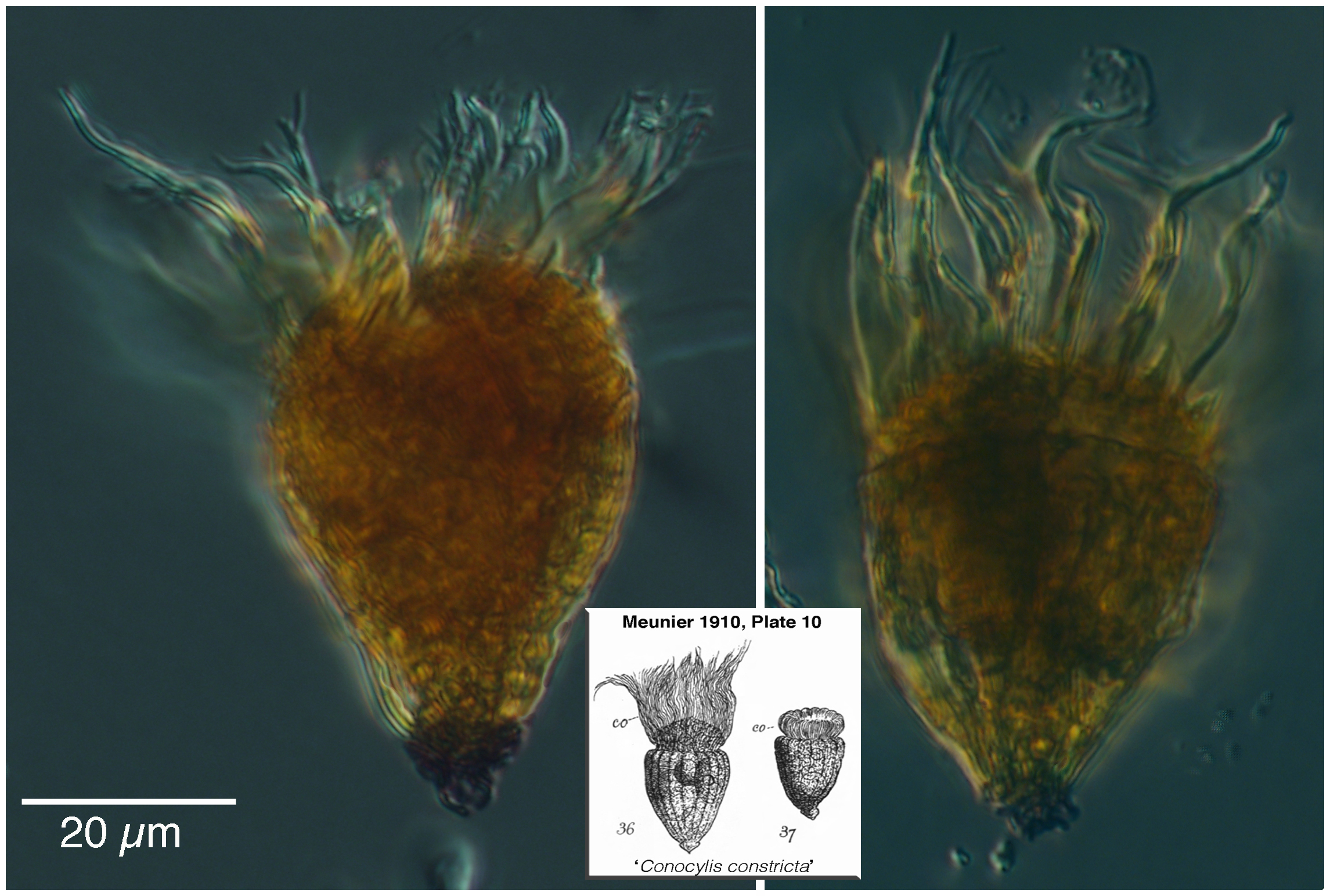 Arctic oligotrich ciliate Foissneridium constrictum