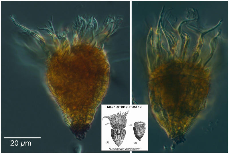 Arctic oligotrich ciliate Foissneridium constrictum