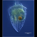 Epicancella nervosa