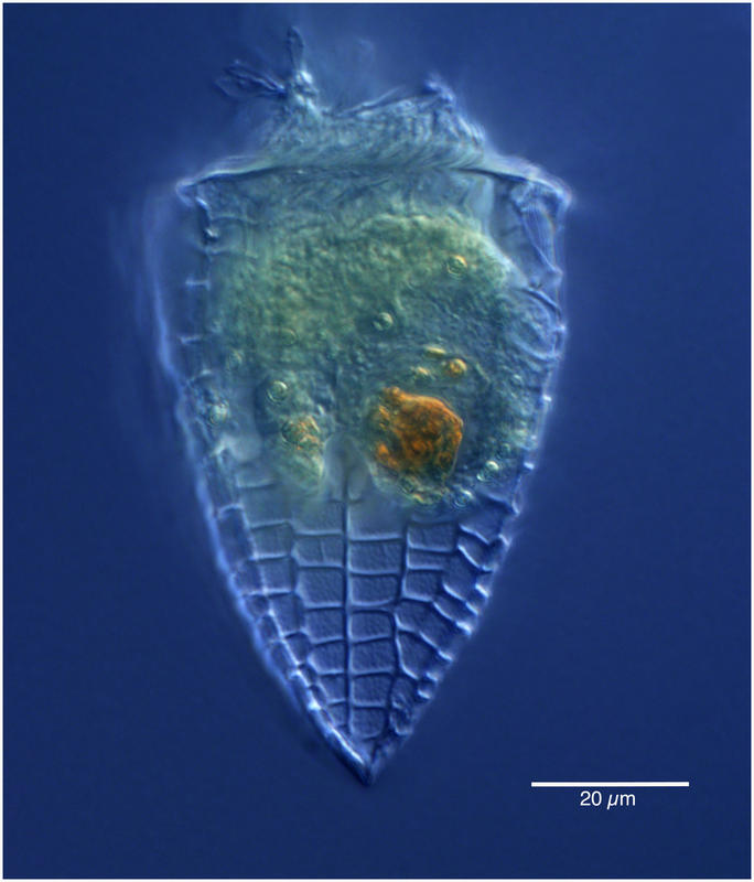 Epicancella nervosa