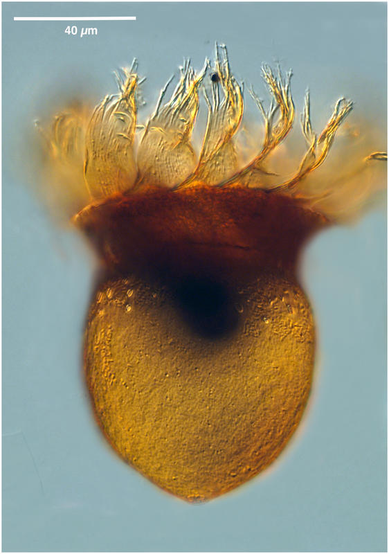 Petalotricha ampulla