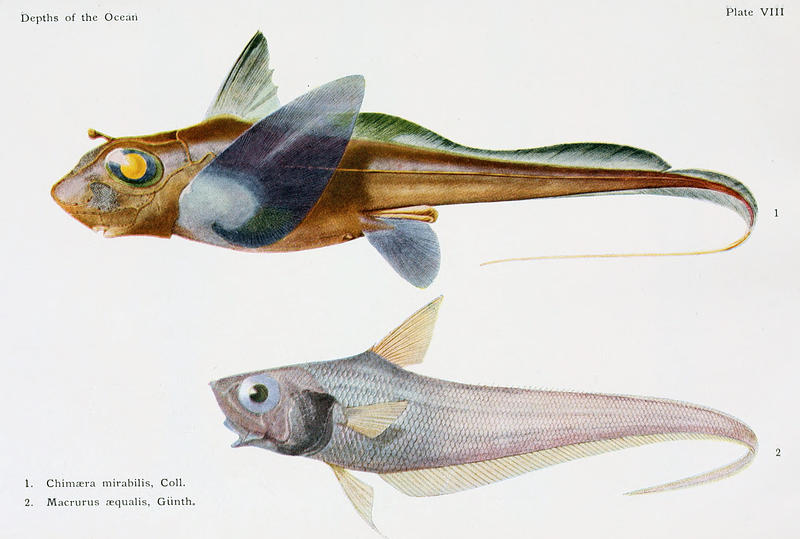Deep Sea Fish from Depths of the Ocean