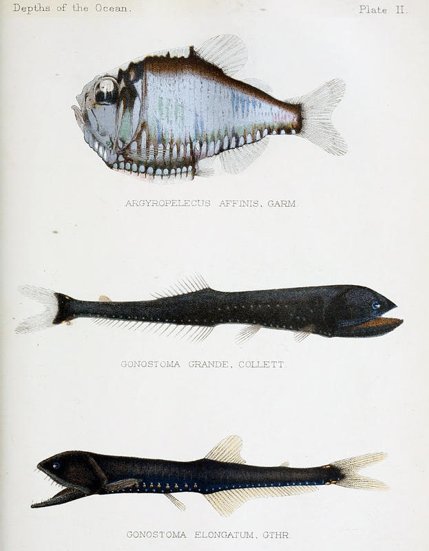 Fish from Depths of the Ocean