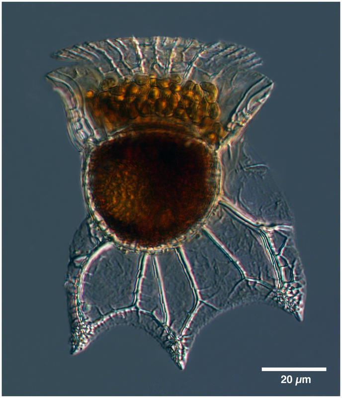 Ornithocercus magnificus