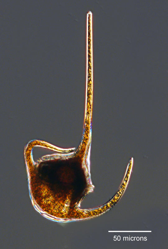 Ceratium concilians