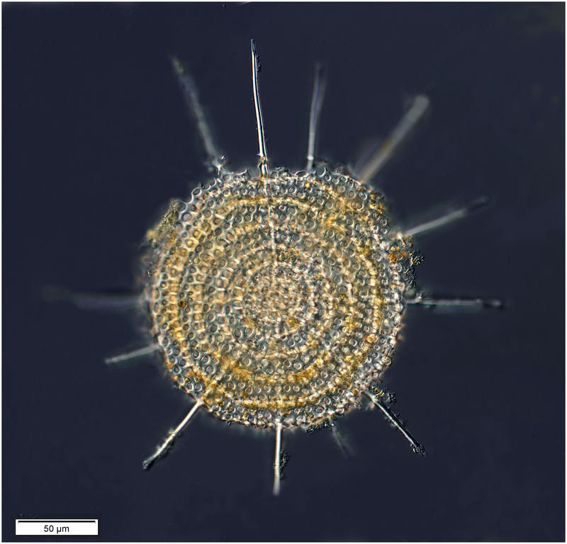 Stylodictya