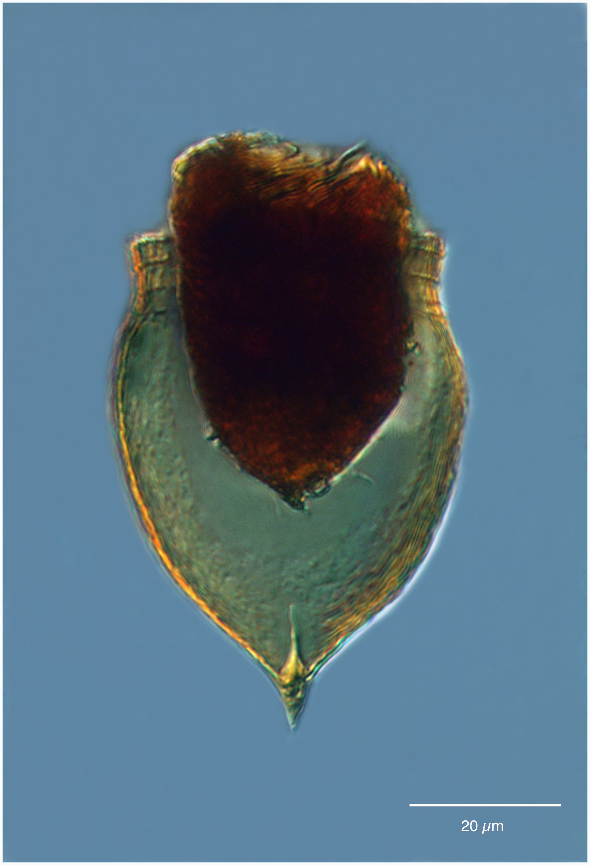 Metacylis mediterranea