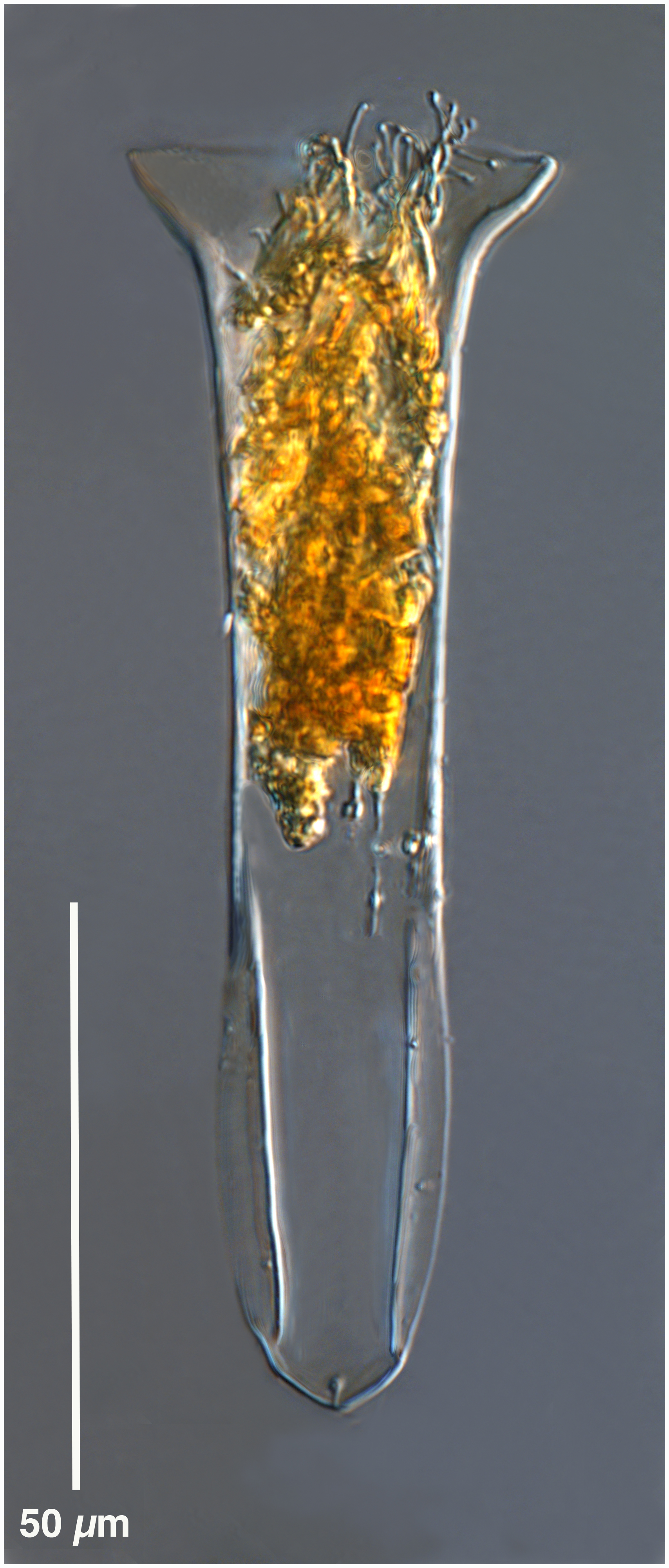 Steenstrupiellia steenstrupii