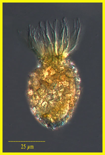 Tintinnopsis parva